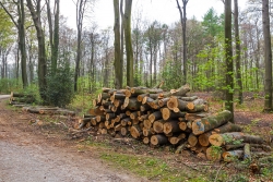 Bottrop verbrennt das Weltnaturerbe Buchenwälder