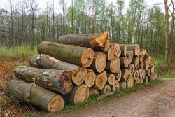 alter Habitatbaum mit Zunderschwamm liegt auf Holzpolter