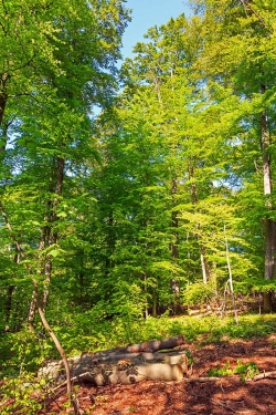 einzelstammweise Fällung erntereifer Altbäume