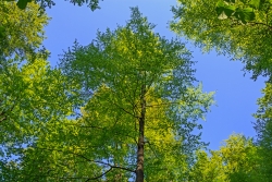 Lichtschacht im Plenterwald