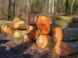 Holzpolter mit Altbuchen am Forstweg