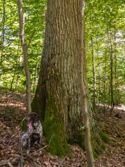 1,1 m Brusthöhendurchmesser