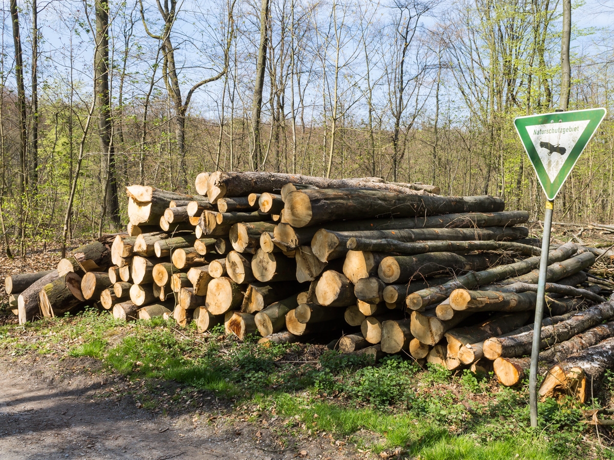 Holzpolter  mit alten Buchen