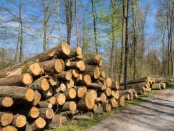 Holzpolter mit alten Eichen