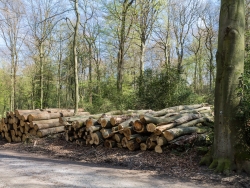 Holzpolter mit alten Buchen und Eichen