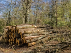 Holzpolter mit alten Eichen