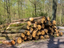 Holzpolter mit alten Eichen