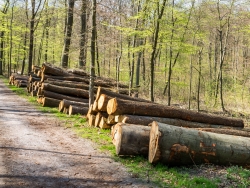 Holzpolter mit alten Buchen und Eichen