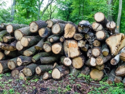 Holzpolter mit alten Eichen