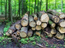 Holzpolter mit alten Eichen