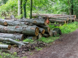 Dicke alte Buchen- und Eichenstämme