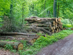 Alte moosbewachsen Eichstämme
