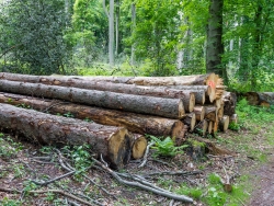 Holzpolter mit Kiefernstämmen