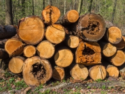 Altholz mit Mulmhöhlen
