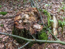 Baumstumpf mit Höhle und Verpilzung