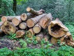 Altholz mit Mulmhöhlen