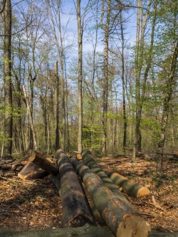 Buchenstämme verstreut im Wald