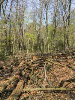 Eichenstämme und Kronenabfall