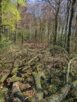 Abfälle von Eichenkronen