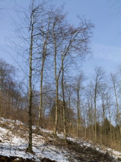 kranke Altbuchen nach Verjüngungshieb