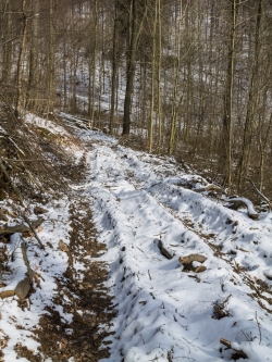 Rückegasse mit Bodengleisen