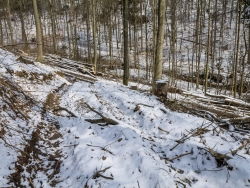 Rückegasse mit Bodengleisen
