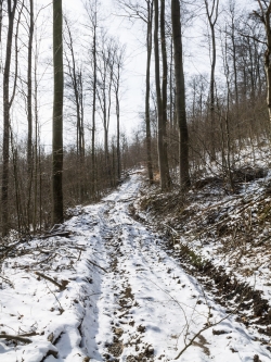 Rückegasse mit Bodengleisen