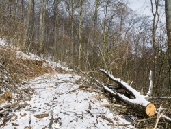 Krone knickt junge Buchen ab
