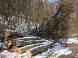 Abgeknickte Sträucher neben Holzlageplatz