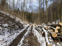 Holzlagerplatz an der Hünenburg