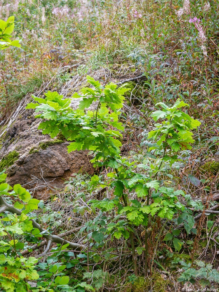Ilsetal-Osthang-23