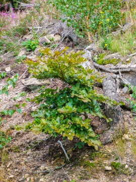 Ilsetal-Osthang-21