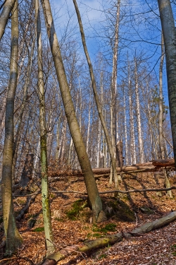 schiefe, umgestürzte und abgestorbene Bäume direkt am Wanderweg im Ilsetal