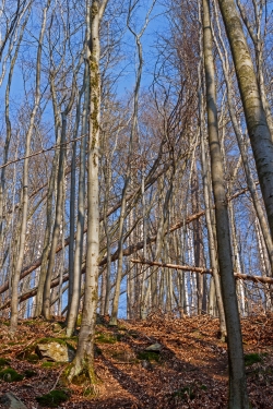 umgestürzte Buchen direkt am Wanderweg im Ilsetal