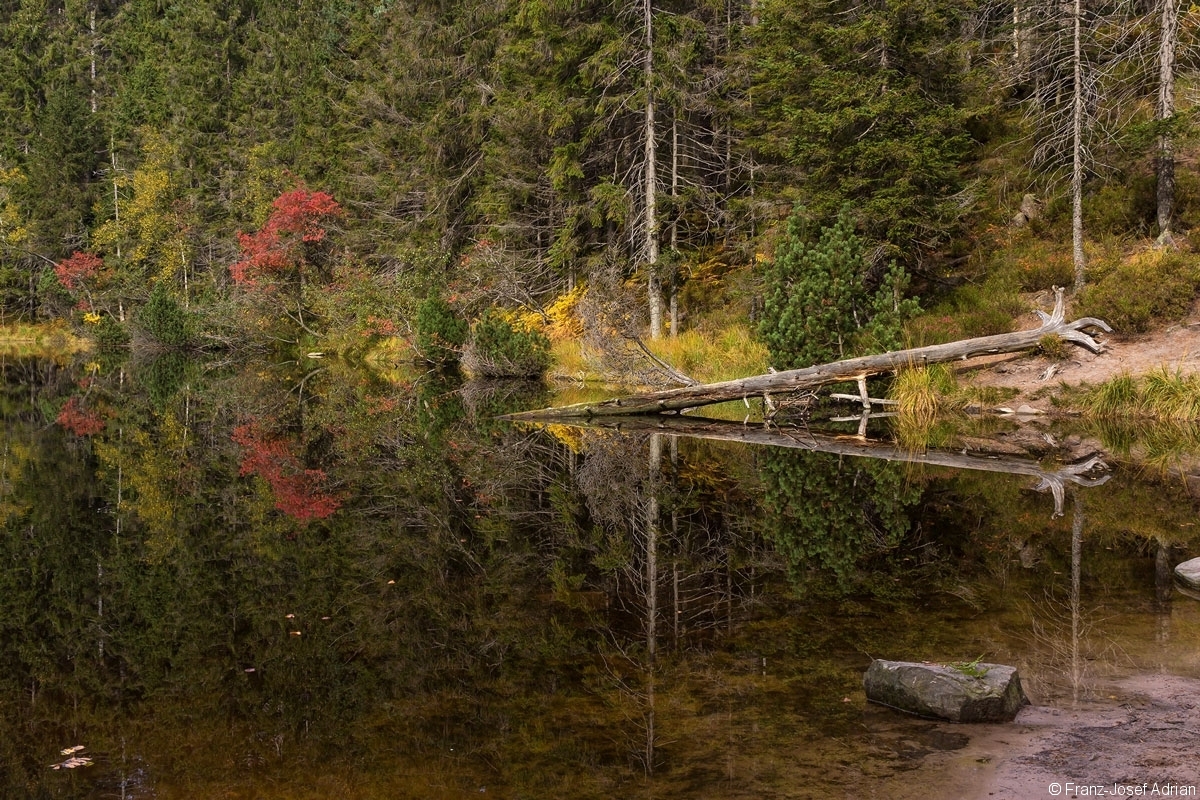Wildsee