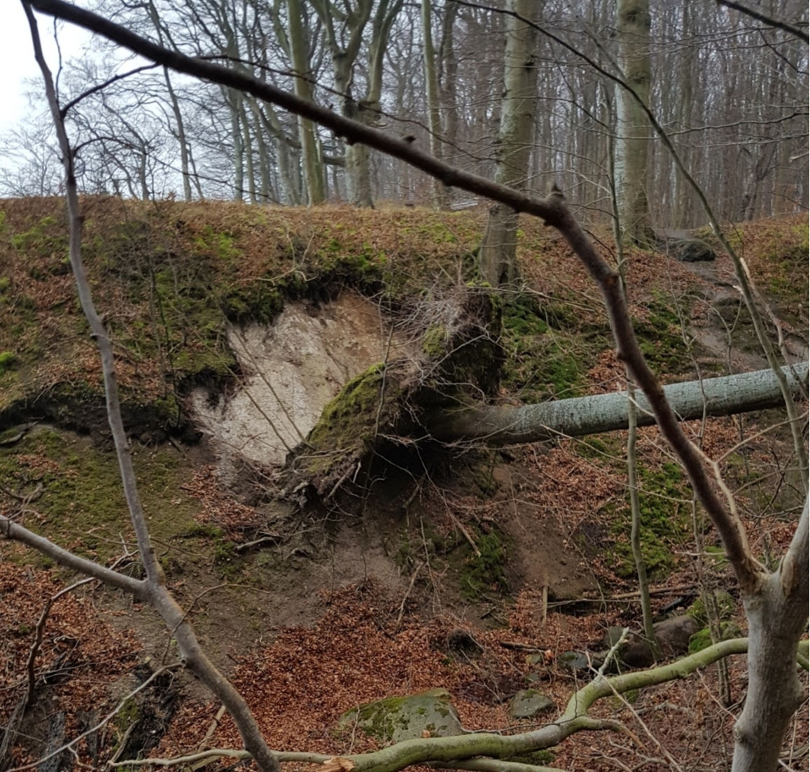 NLP_Jasmund_Buche_Abrutschen