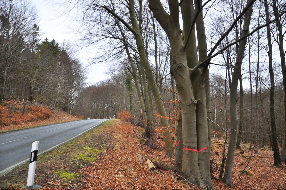 NLP_Jasmund_Lichttrassen_3