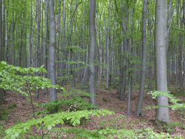 Oberberg-4