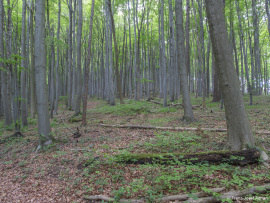 Oberberg-9