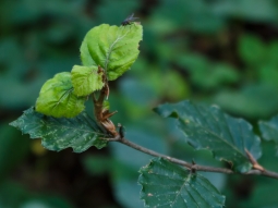 durch Buchenblattbräune verkrüppelte und verfärbte Blätter