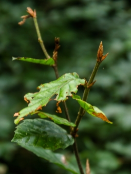Buchenblattbräune und Fraßspuren des Buchenspringrüsslers