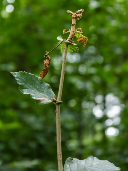 durch Buchenspringrüssler abgefressener Leittrieb