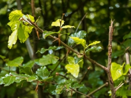 abgebissene und abgerissene Triebe