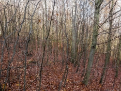 Buchenjungwuchs