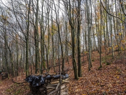 Buchenstangenholz und schwachses Baumholz