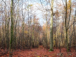 Jungbestand mit Überhälter (rechts)