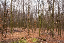 Buchenjungwuchs östlich des Waldstadions Rothebusch