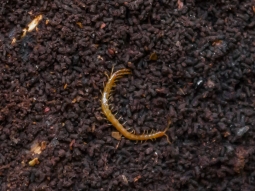 Erdläufer (Geophilus longicornis)