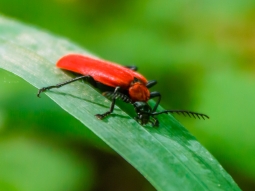 Scharlachroter Feuerkäfer (Pyrochroa coccinea)
