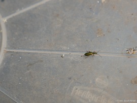 Chrysanthia_viridissima_2
